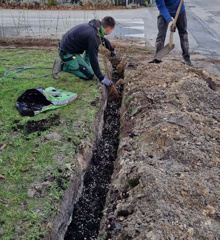 plantning af hæk